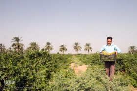 برداشت انگور میوه بهشتی در خوزستان