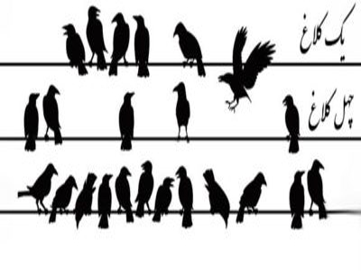 چطور یک کلاغ چهل کلاغ می‌شود + فیلم