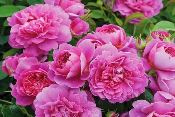 پیش‌بینی برداشت یک‌هزار و ۵۰۰ تن گل محمدی در یزد